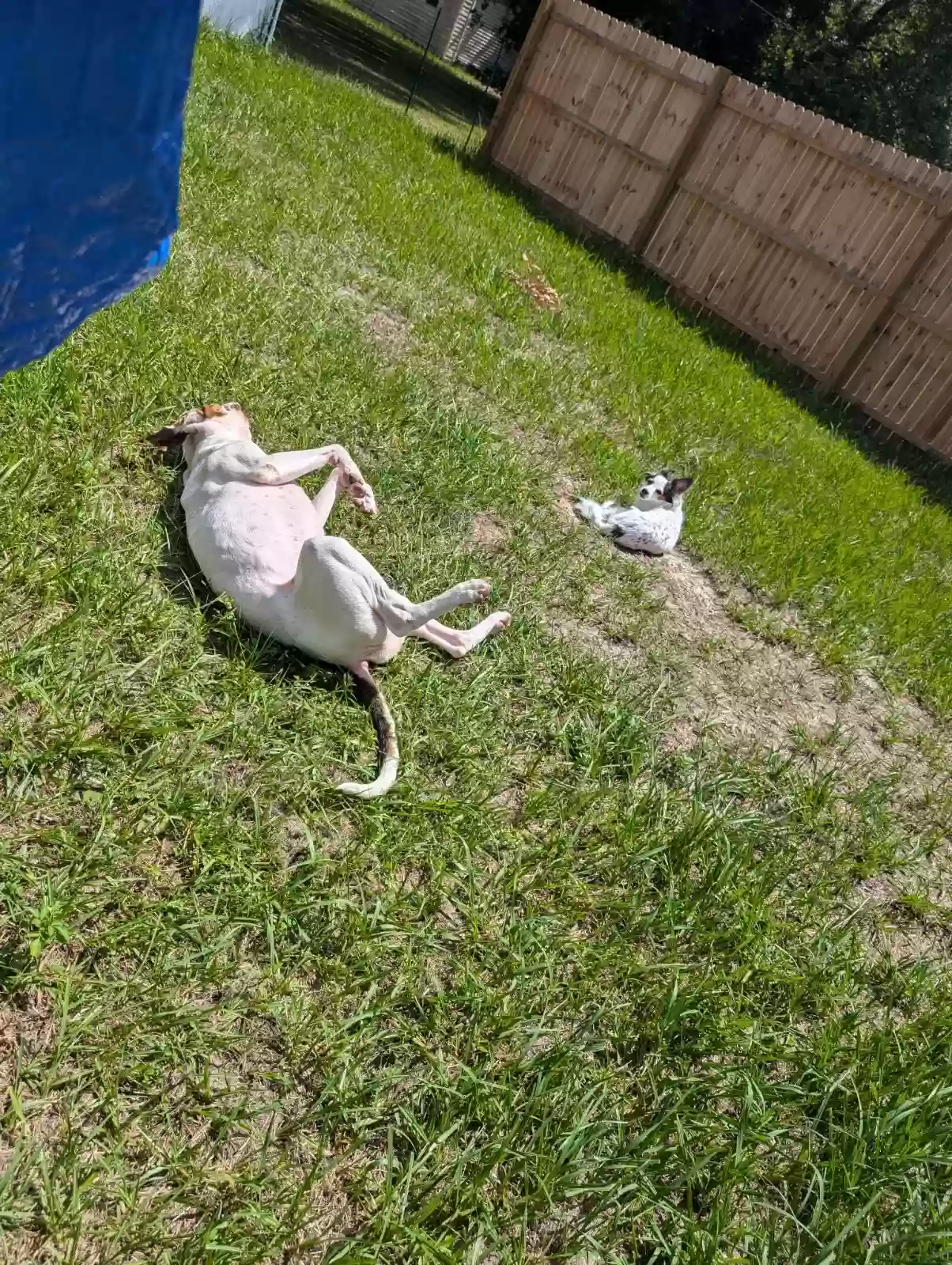 adoptable Dog in Lake Wales,FL named DUKE